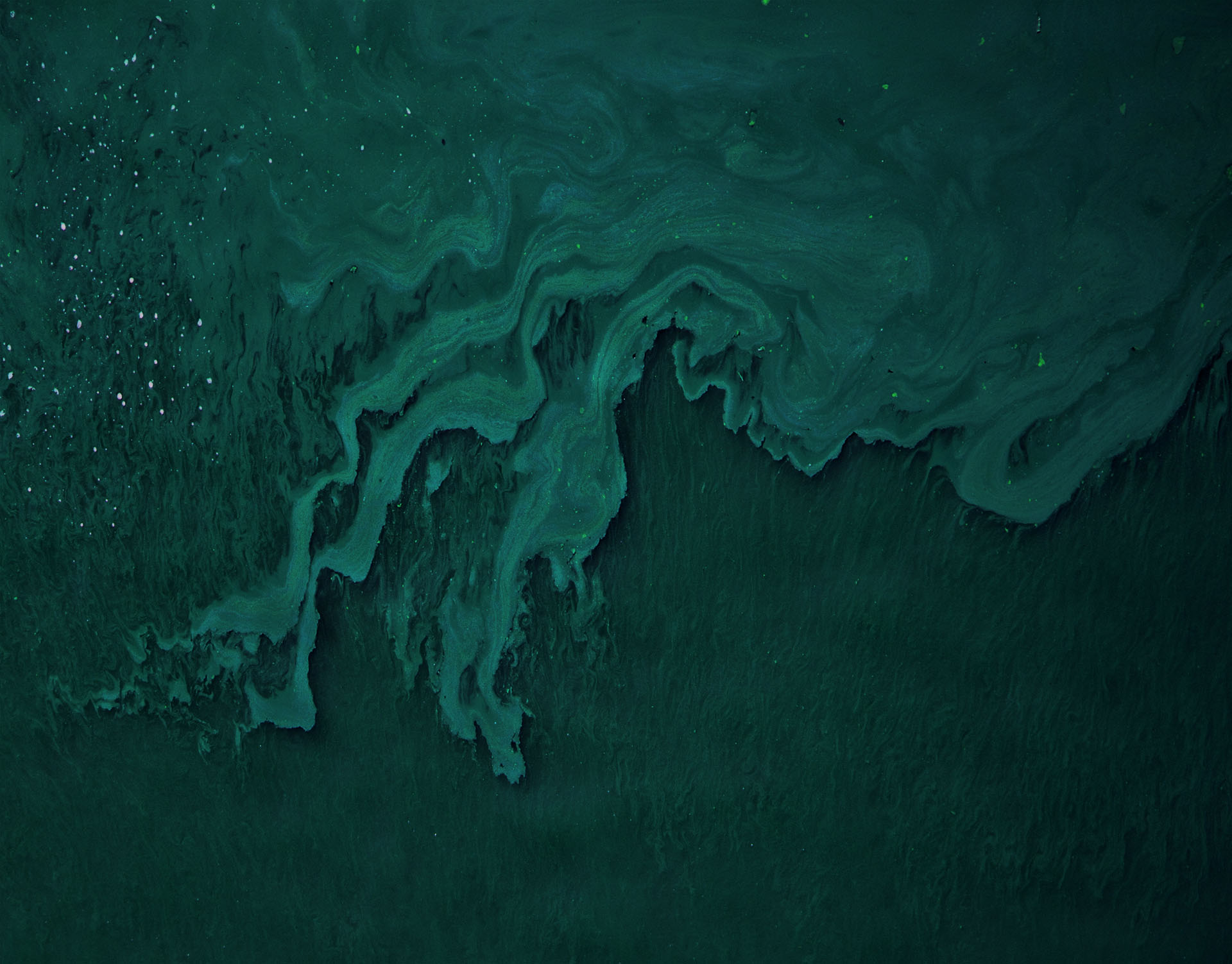 spirulina sfondo01